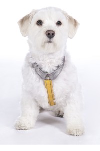 2022 HKM Nylon Dog Harness 13730 - Taupe / Yellow Gold